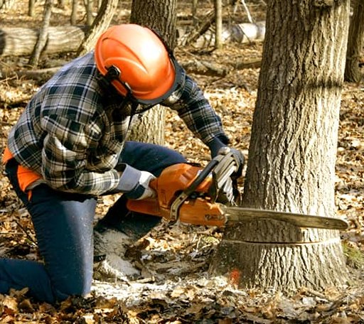 Tree Removal in Hillsville, VA